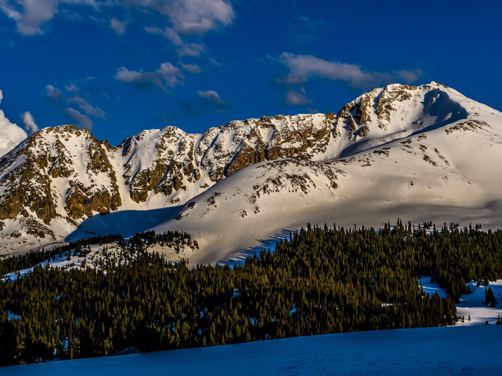 Зеленый лес на покрытых снегом горах 