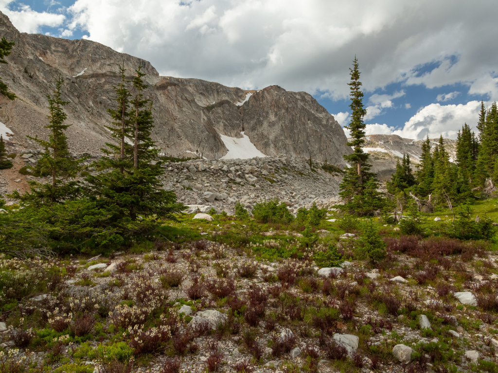 Ели у подножия каменных гор под небом с белыми облаками