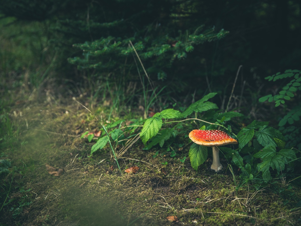 Гриб мухомор растет под зелеными листьями