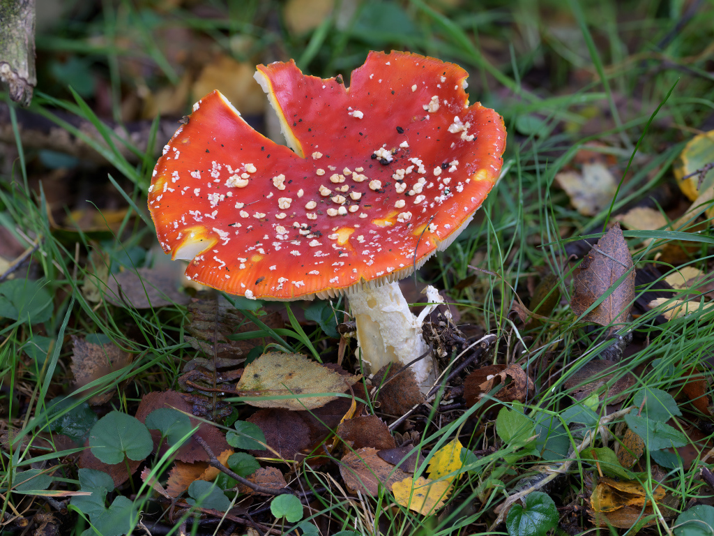 Красный мухомор на земле с опавшими листьями и травой