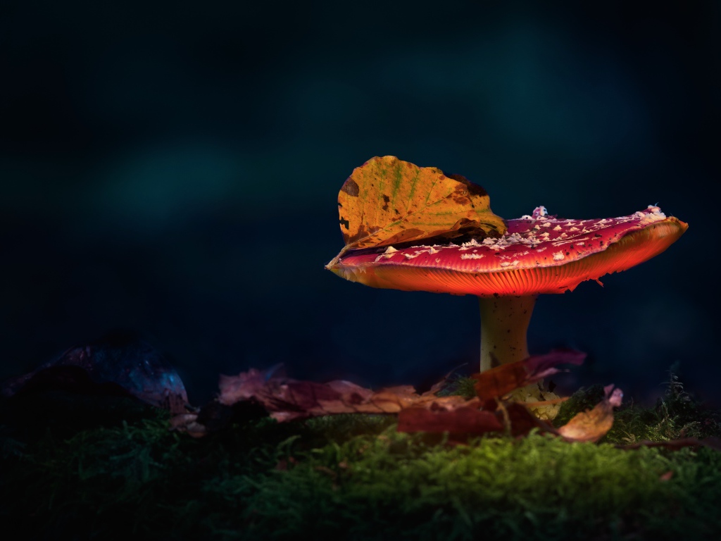 Красный мухомор с осенним листом