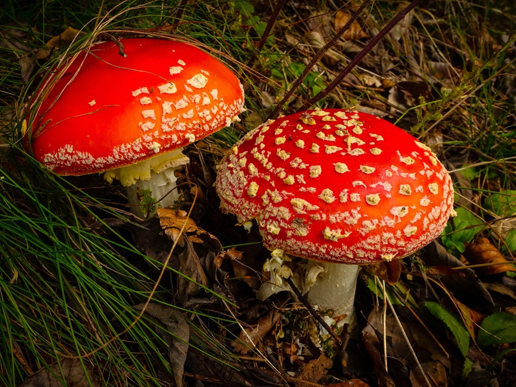Два больших красивых красных мухомора в траве