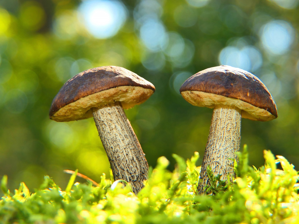Два гриба растут на зеленом мху 