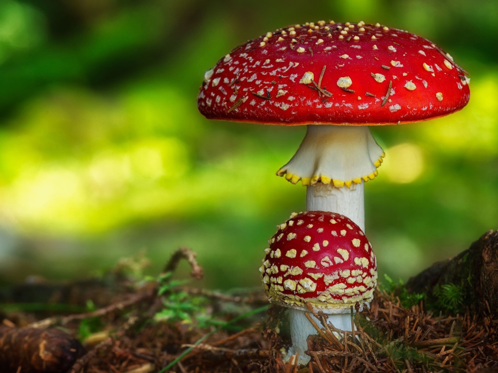 Два красных ярких мухомора растут на земле в лесу