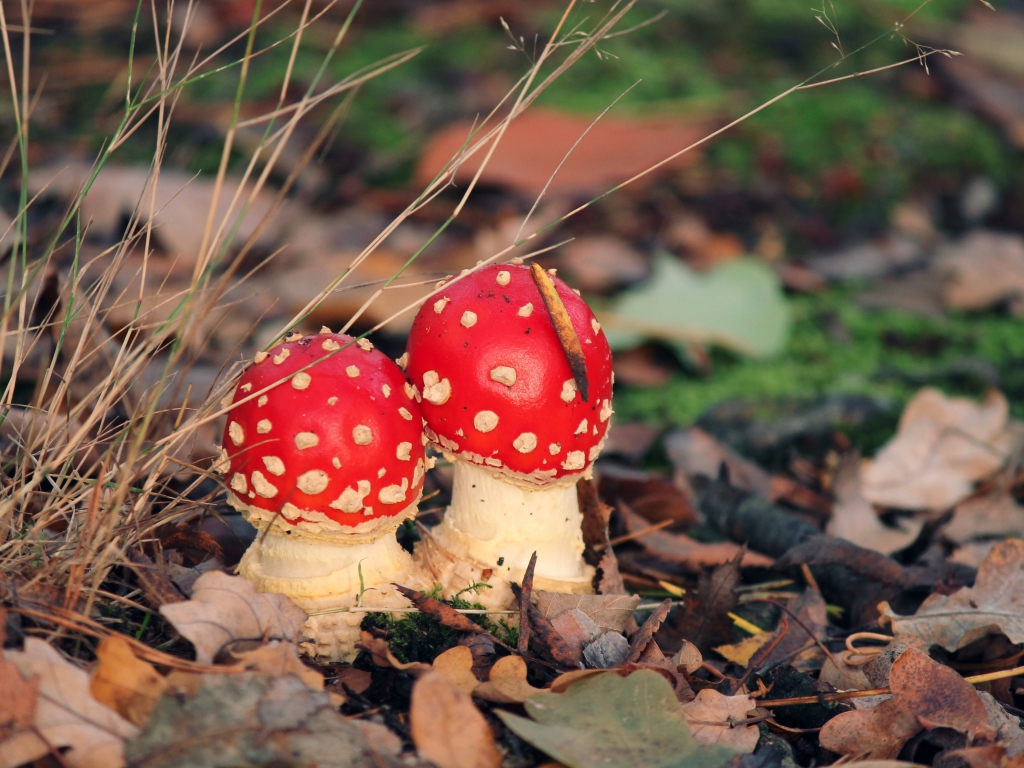 Два красных мухомора в опавших листьях