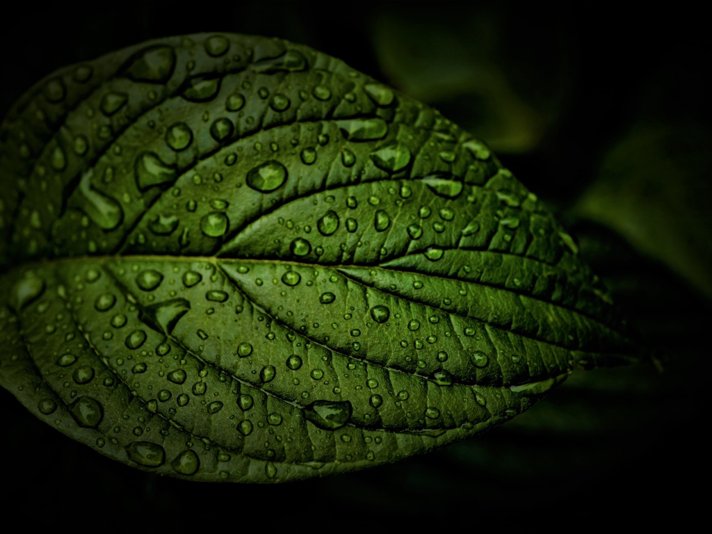 Зеленый лист в каплях воды крупным планом