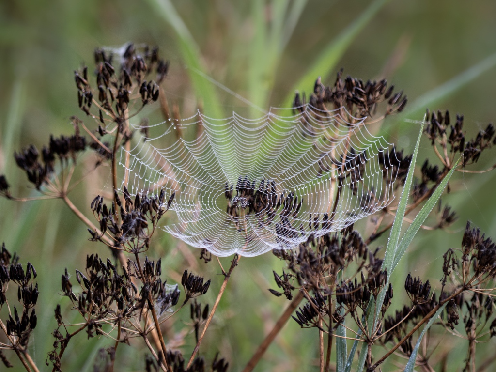Ажурная паутина на зонтике укропа 