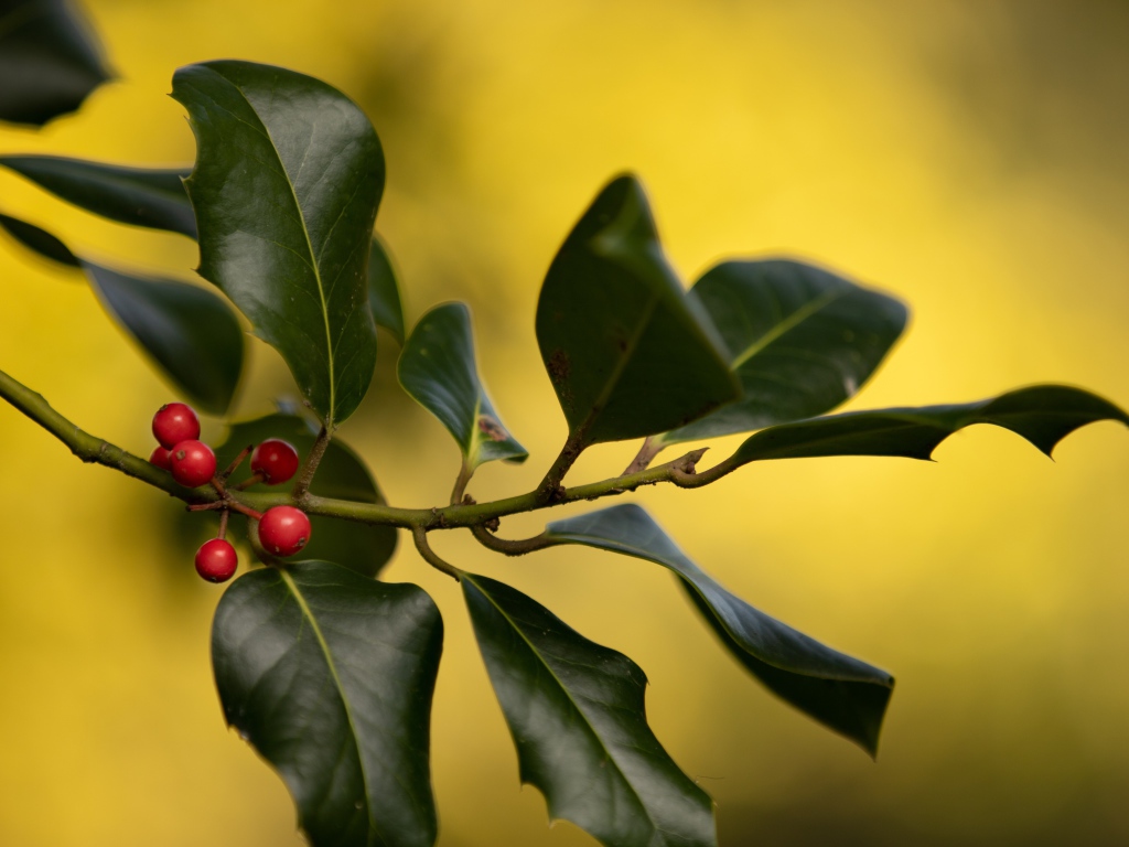 Красные ягоды на ветке с зелеными листьями