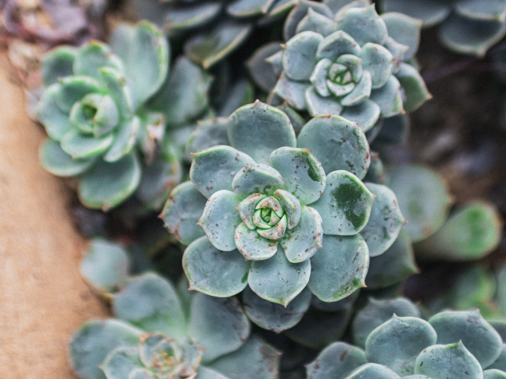 Зеленое растение молодило крупным планом