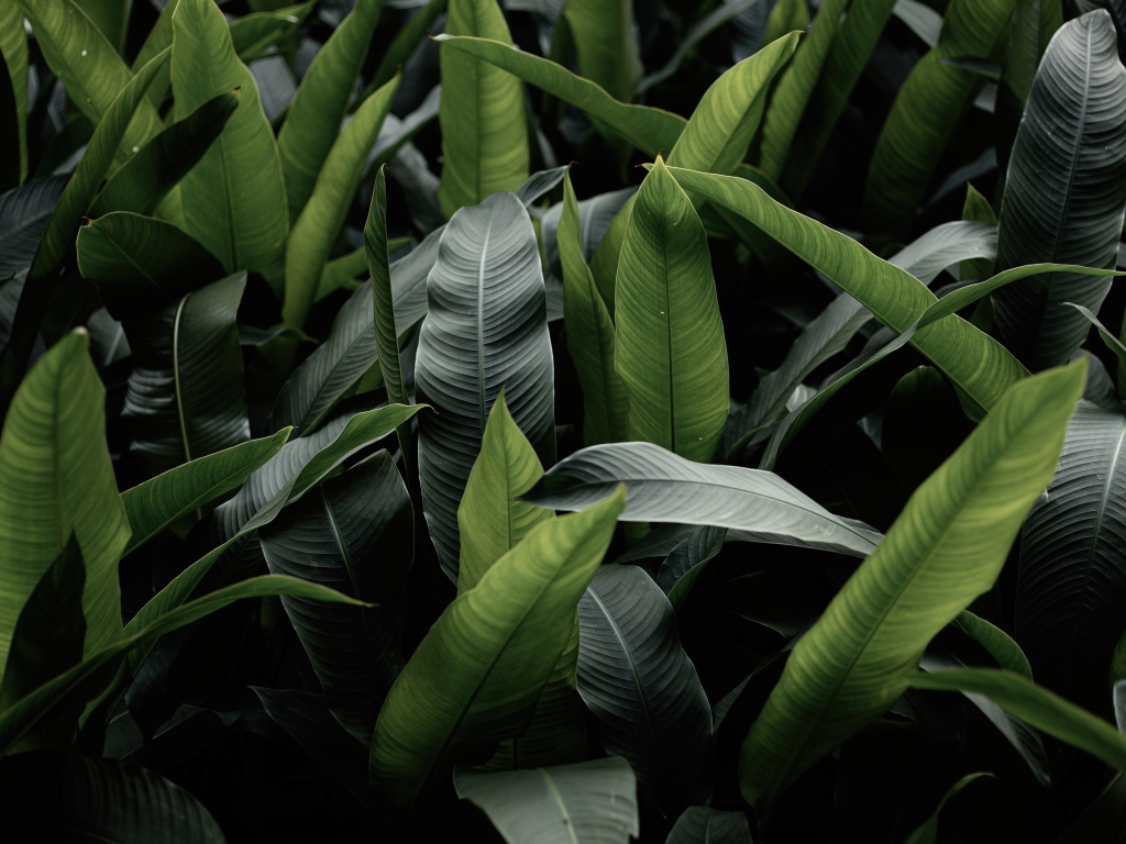 Большие зеленые листья крупным планом