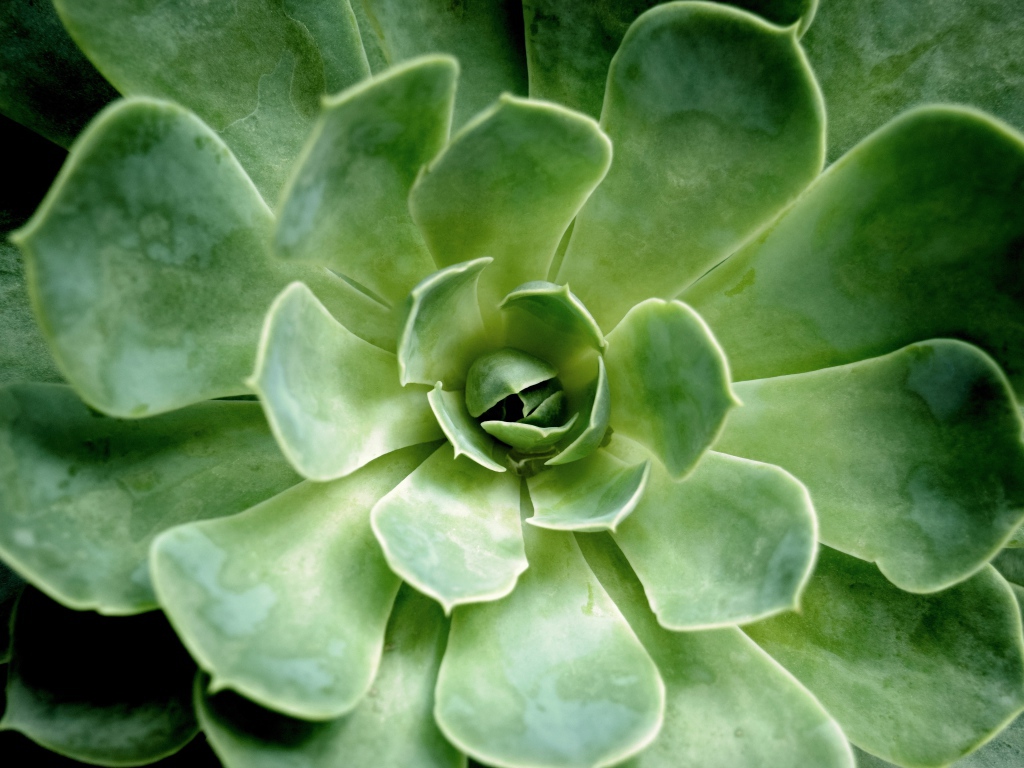 Многолетний зеленый цветок молодило крупным планом 