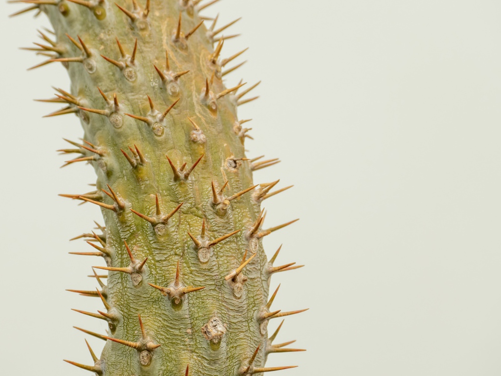 Острые колючки кактуса крупным планом 