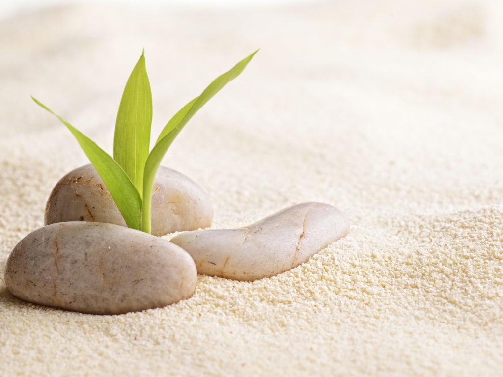 Росток пробивается сквозь камни на песке 