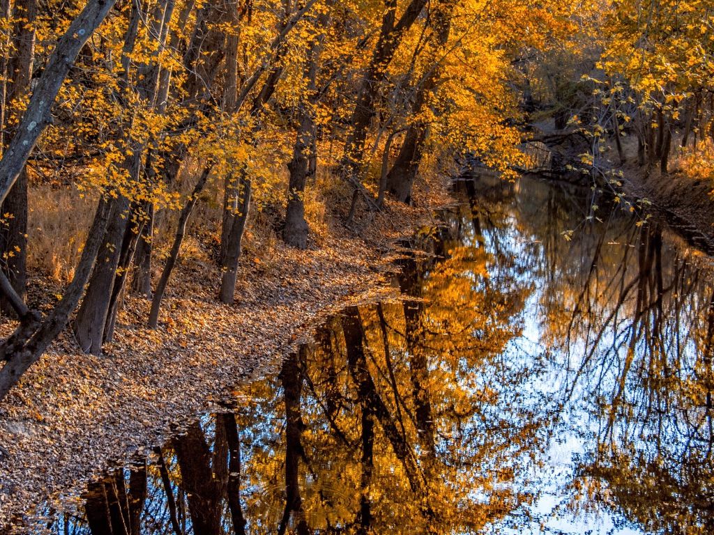 Тихая река в осеннем лесу 