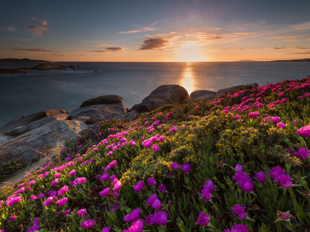 Розовые цветы на берегу моря на закате солнца 