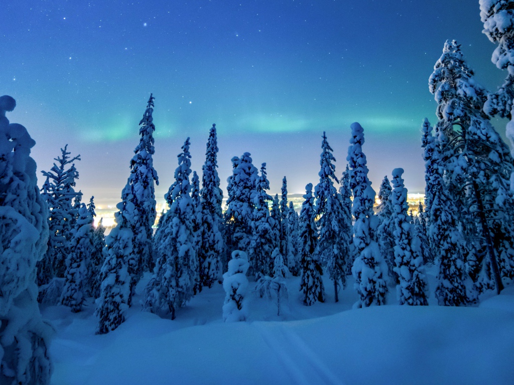 Northern lights in the sky over snowy firs