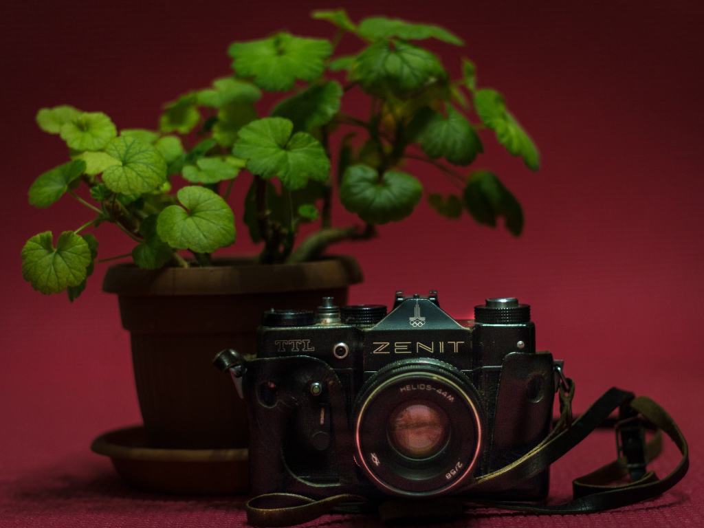 Старый фотоаппарат zenit на столе с цветком герани
