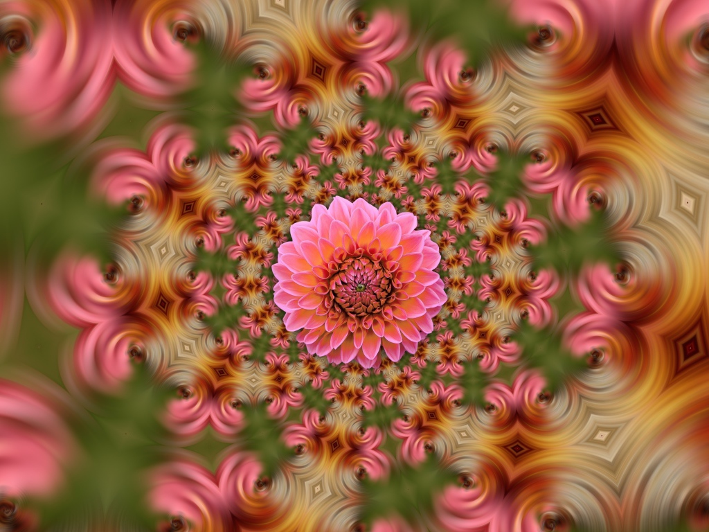 Розовый цветок георгина на абстрактном фоне