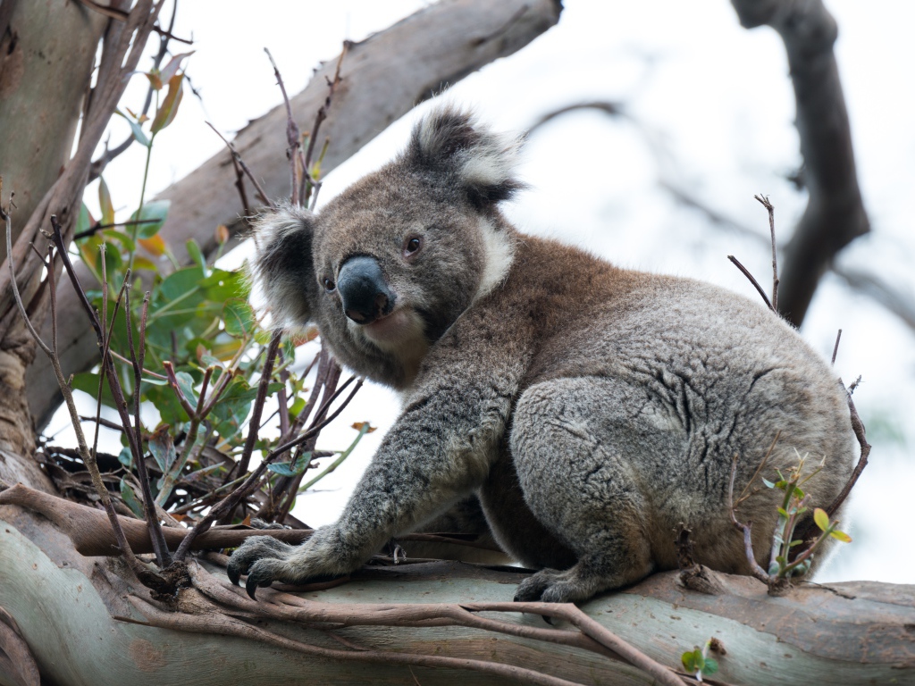 Big koala sitting on a tree branch