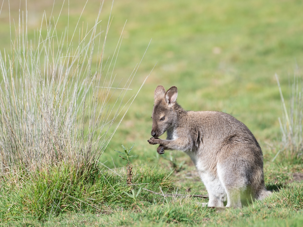 Серый кенгуру сидит на зеленой траве