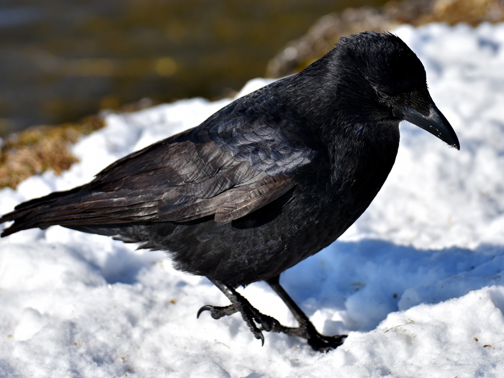 Черный ворон стоит на холодном снегу 