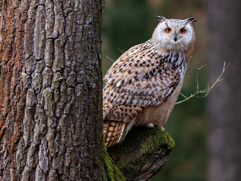 Большая сова сидит на покрытой мхом ветке