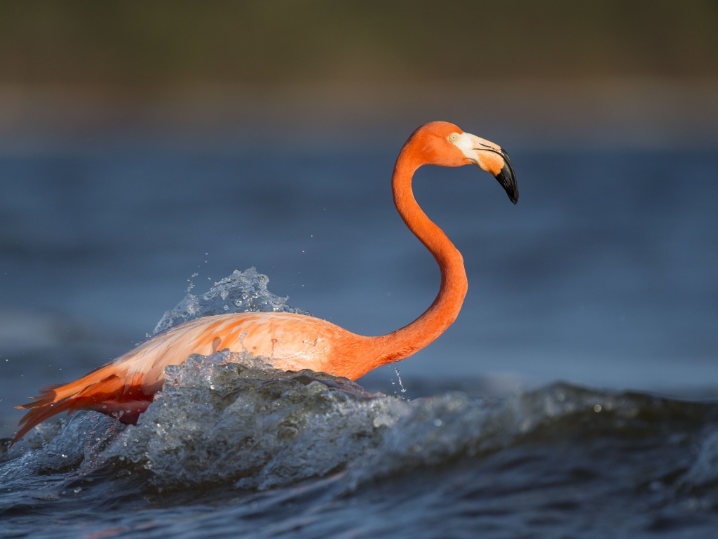 Розовый фламинго с длинным клювом стоит в воде