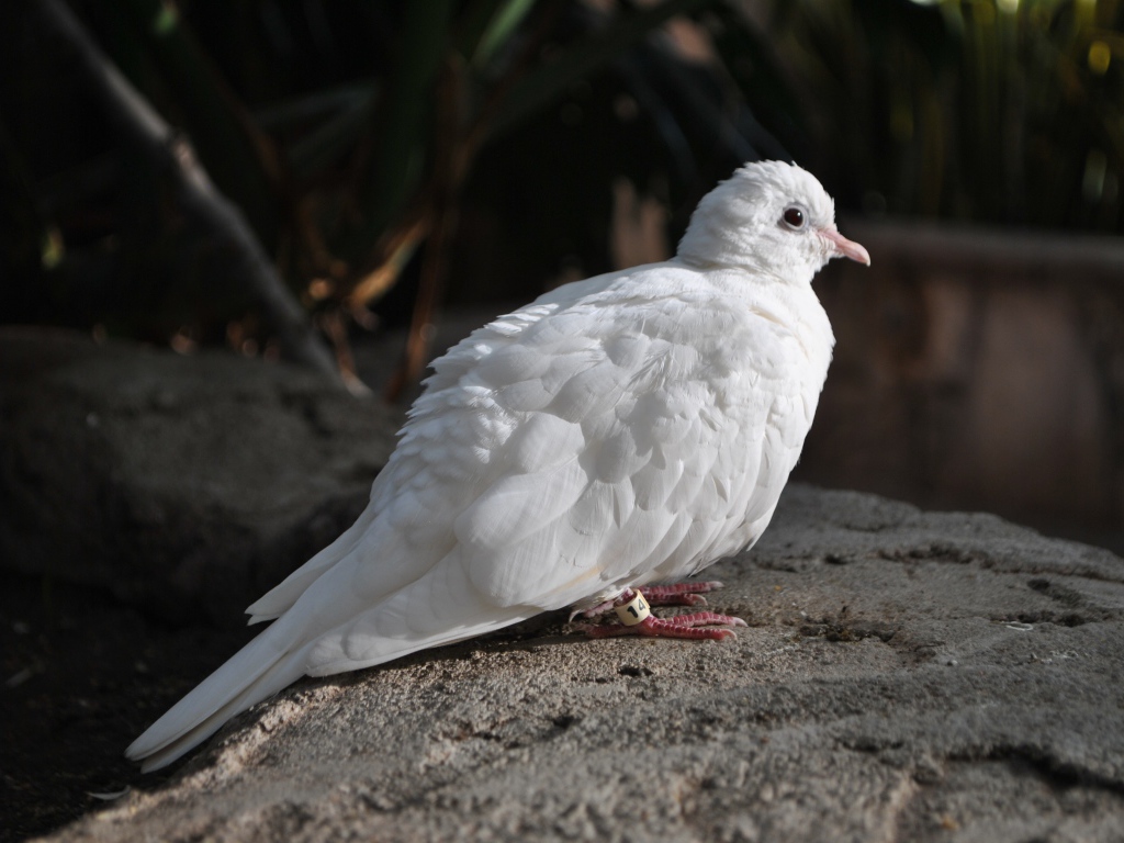 Красивый белый голубь сидит на камне