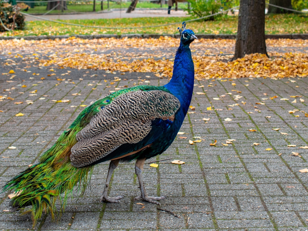 Большой красивый павлин гуляет в осеннем парке
