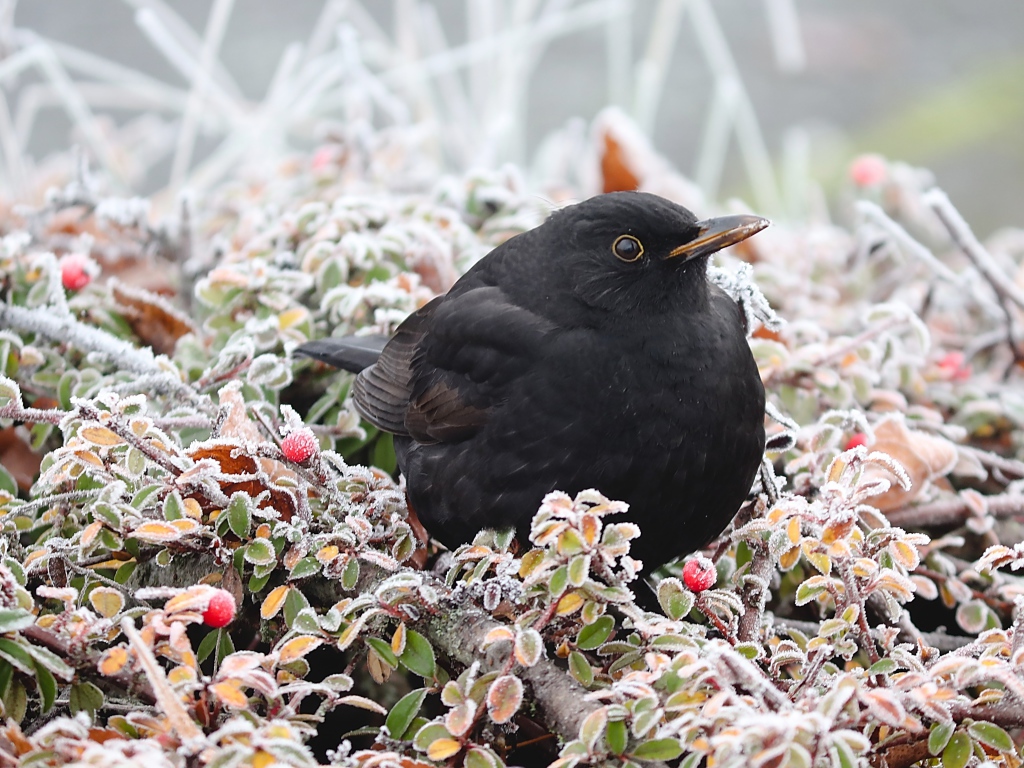 Черный дрозд сидит на покрытых инеем ветках