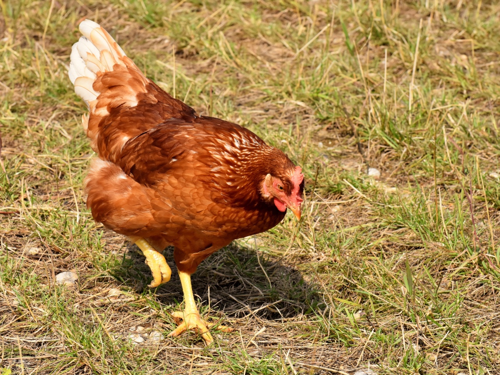 Коричневая домашняя курица гуляет по траве 
