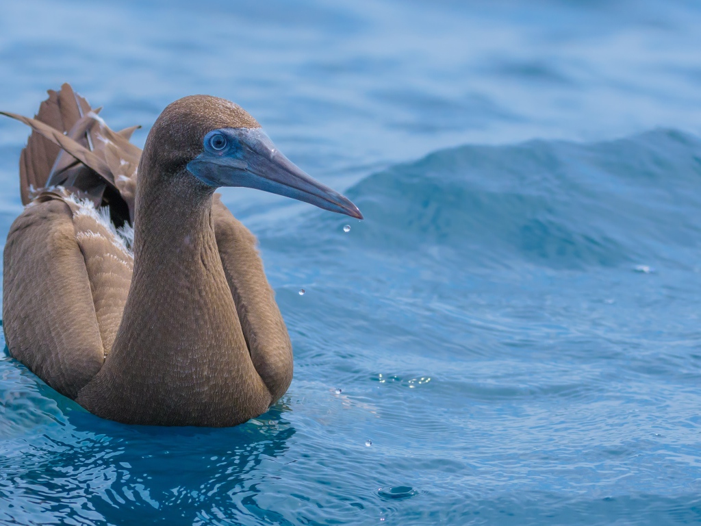 Птица Бурая олуша в воде