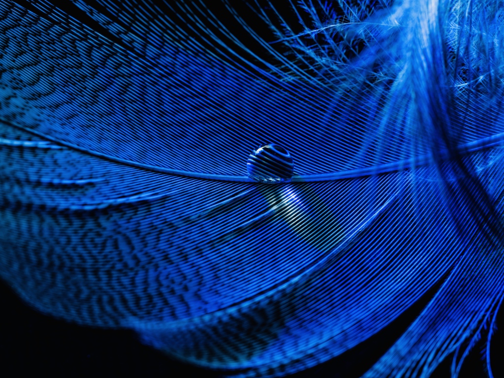 Капля росы на голубом перышке на черном фоне 