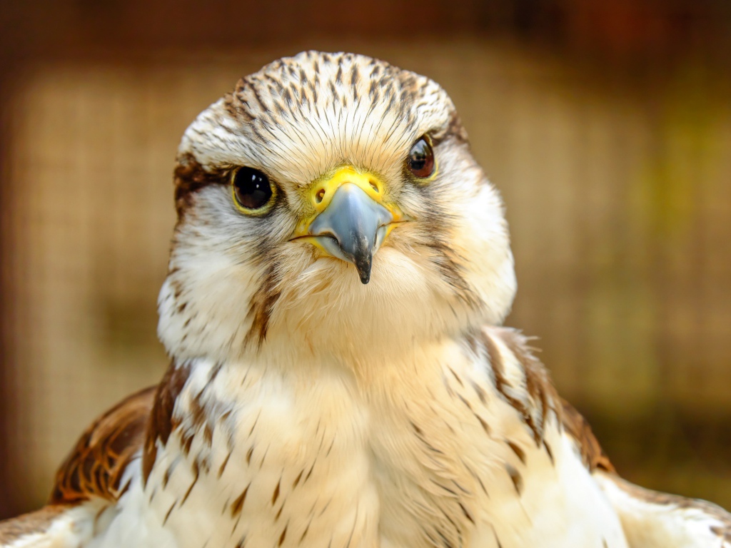 Голова сокола с острым клювом крупным планом