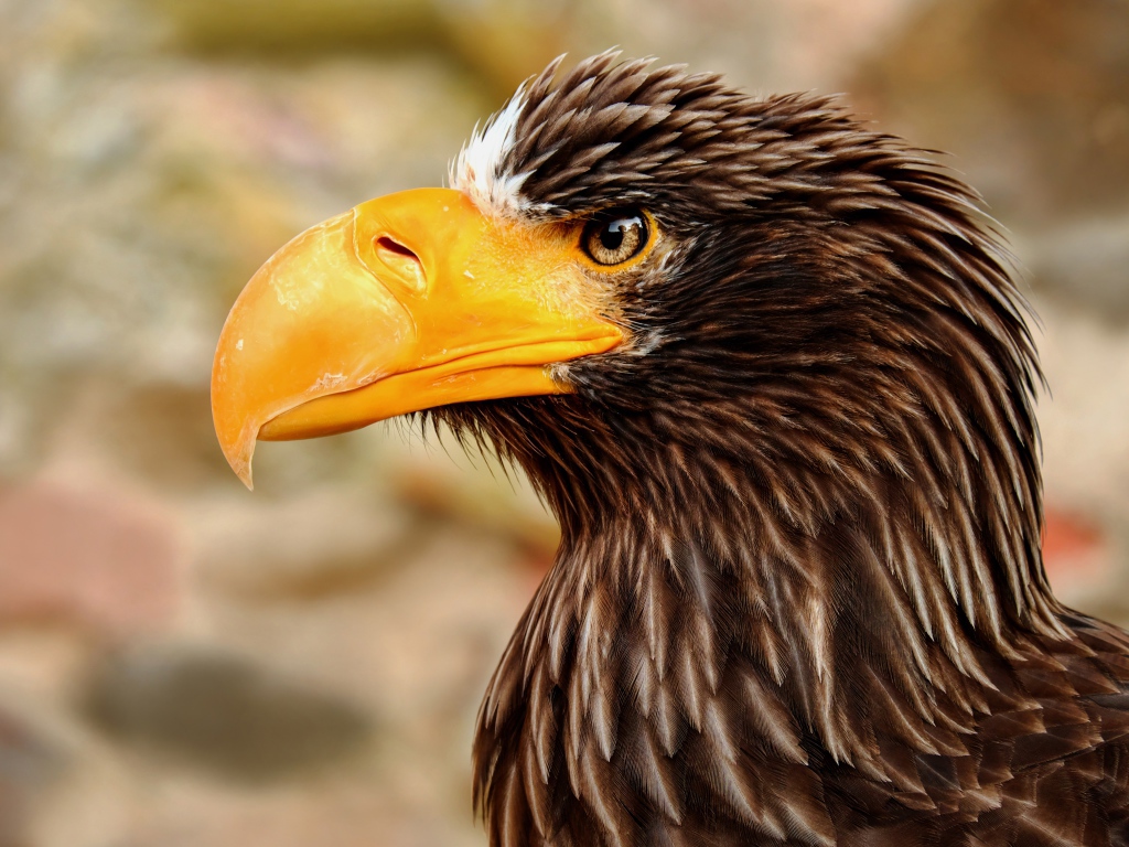 Giant eagle with a sharp yellow beak