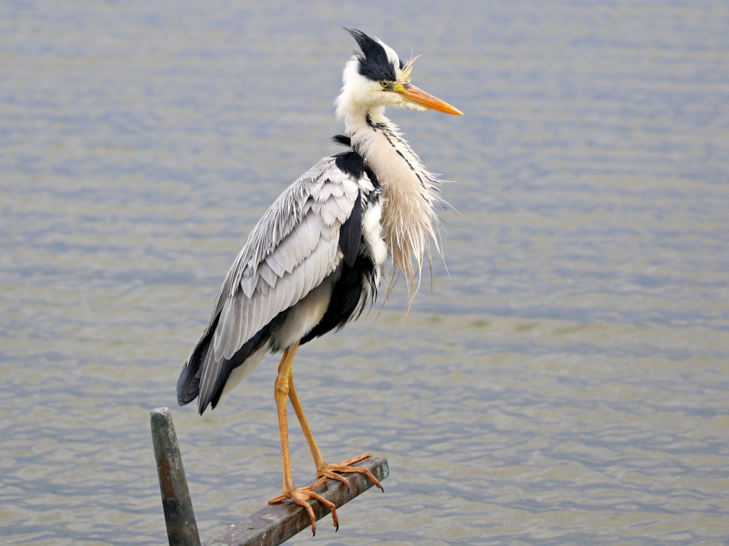 Серая цапля стоит на поручне на фоне воды