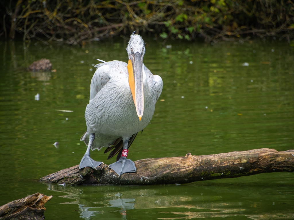 Большой серый пеликан сидит на дереве в воде