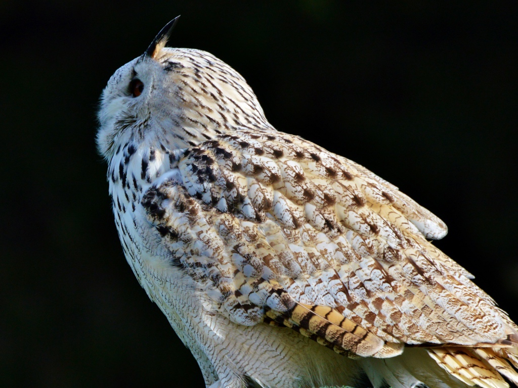 Большая белая сибирская сова на черном фоне