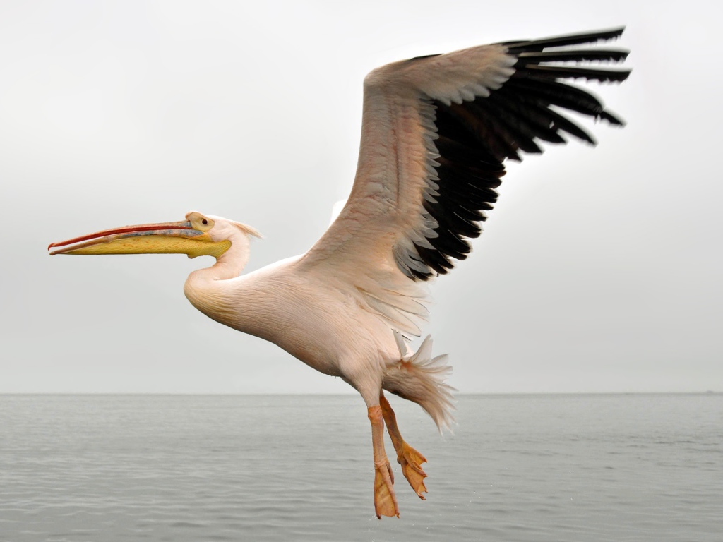 Большой пеликан с черными крыльями над водой 