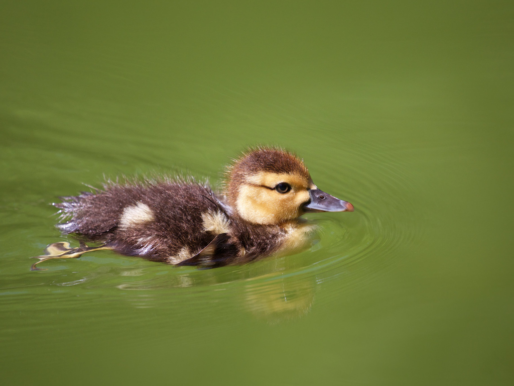 Маленький утенок плавает в зеленой траве
