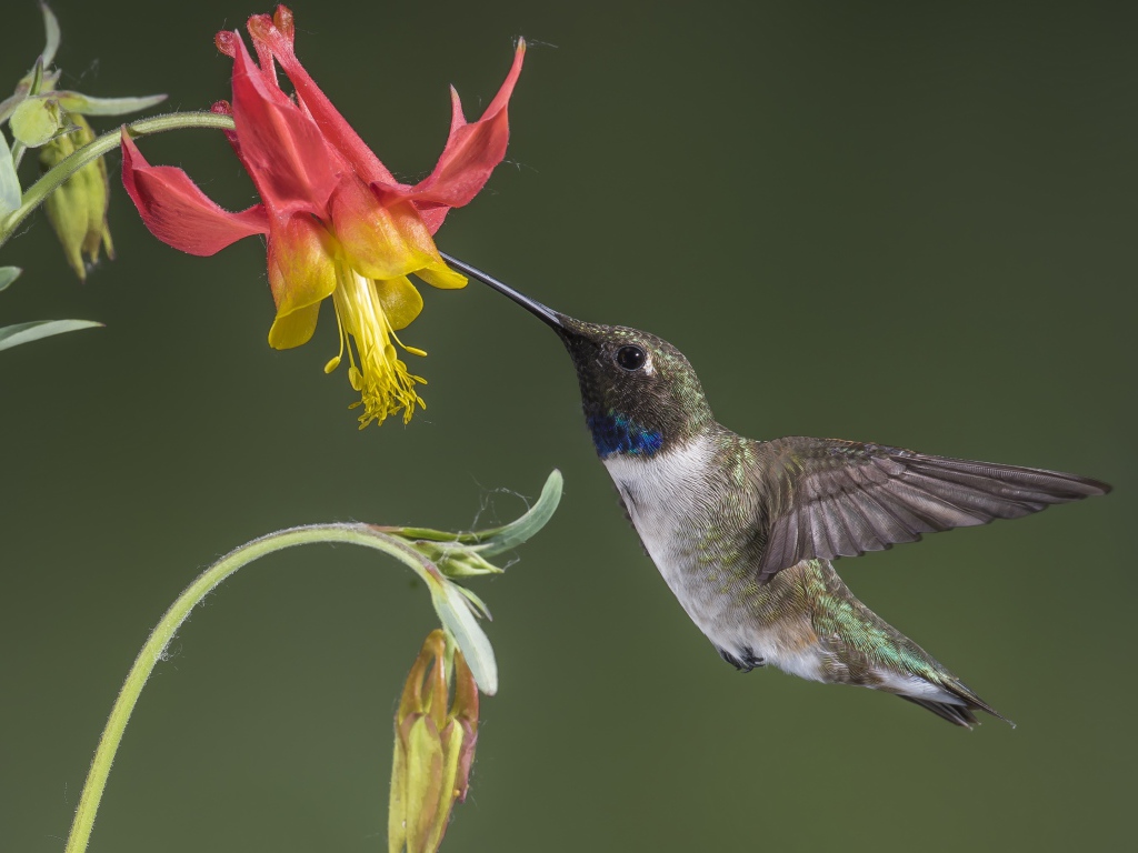 Маленькая птица колибри собирает нектар с водосбора