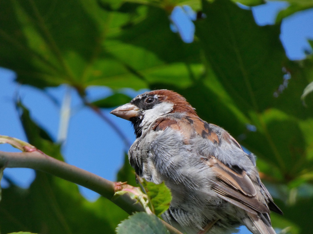 Маленький воробей сидит на ветке дерева