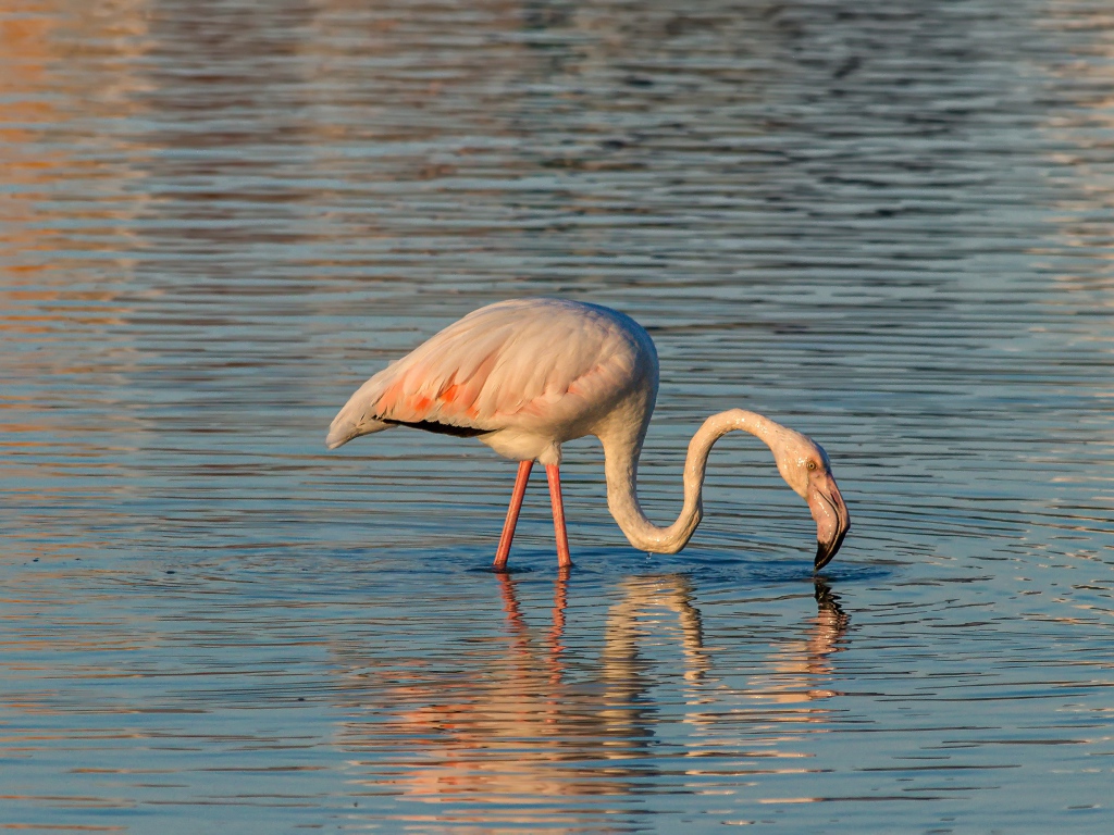 Розовый фламинго с длинным клювом в воде 