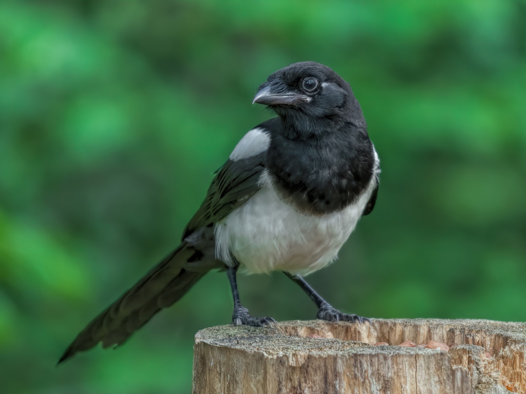 Большая сорока сидит на сухом пне