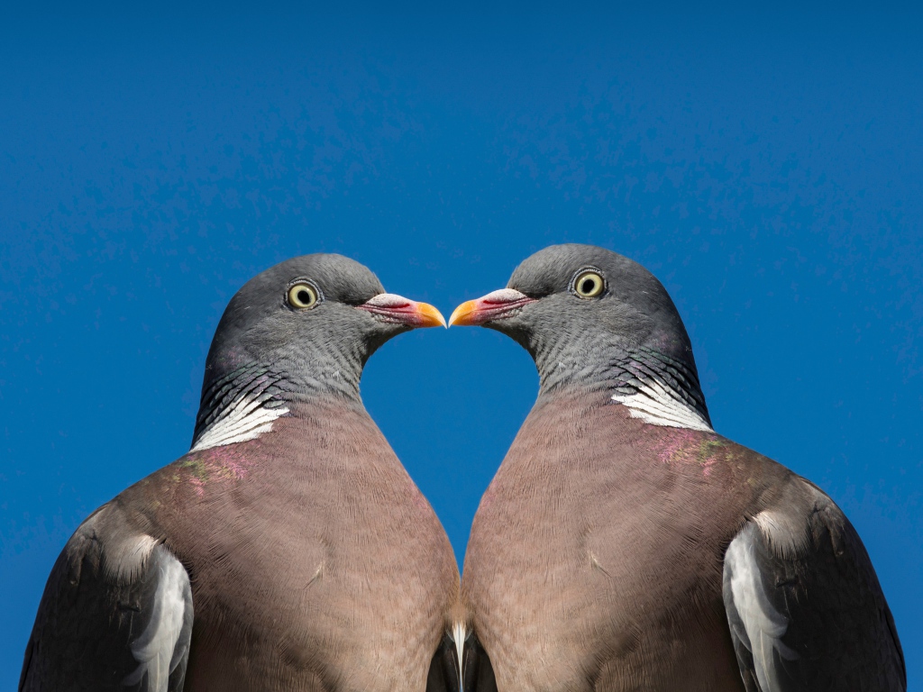 Два серых голубя на голубом фоне