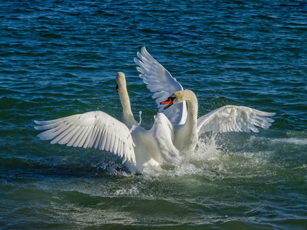 Два белых лебедя в брызгах воды в озере
