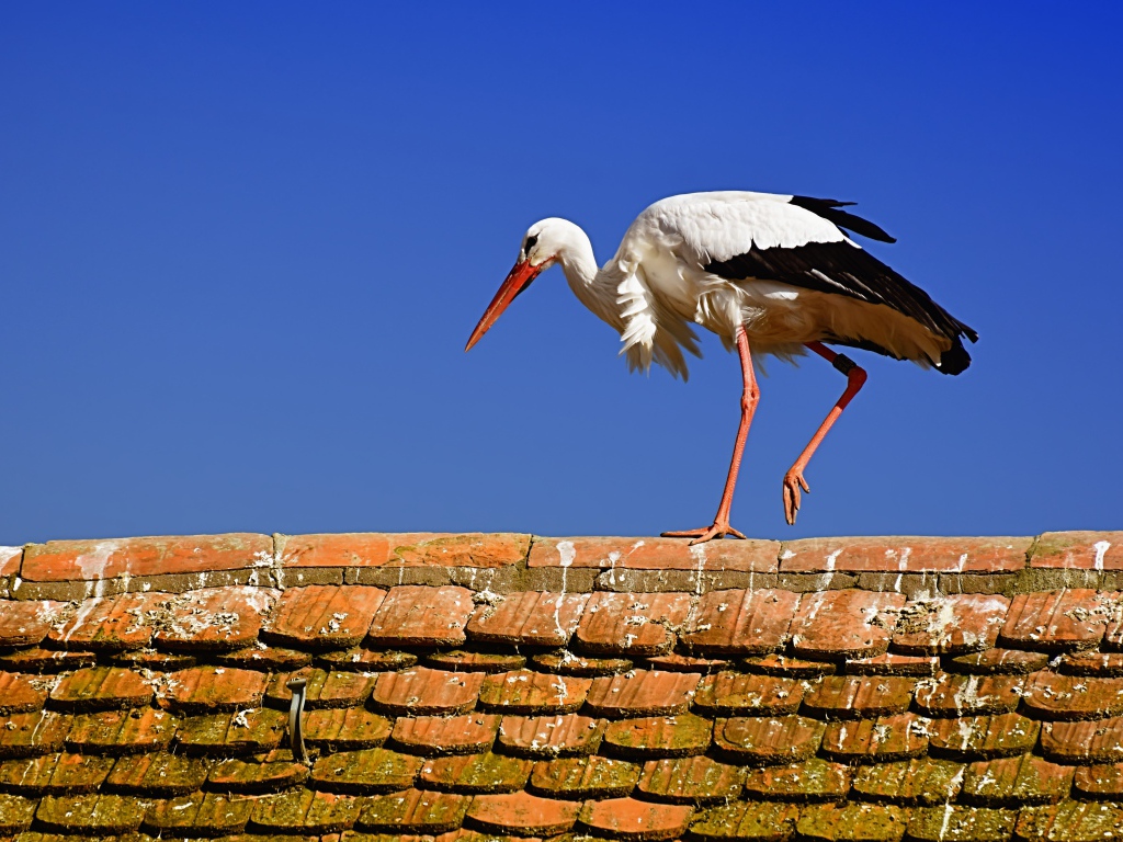 Белый аист гуляет по крыше 