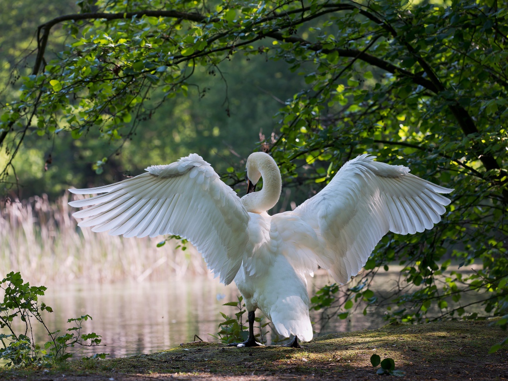 Белый лебедь расправил крылья у пруда