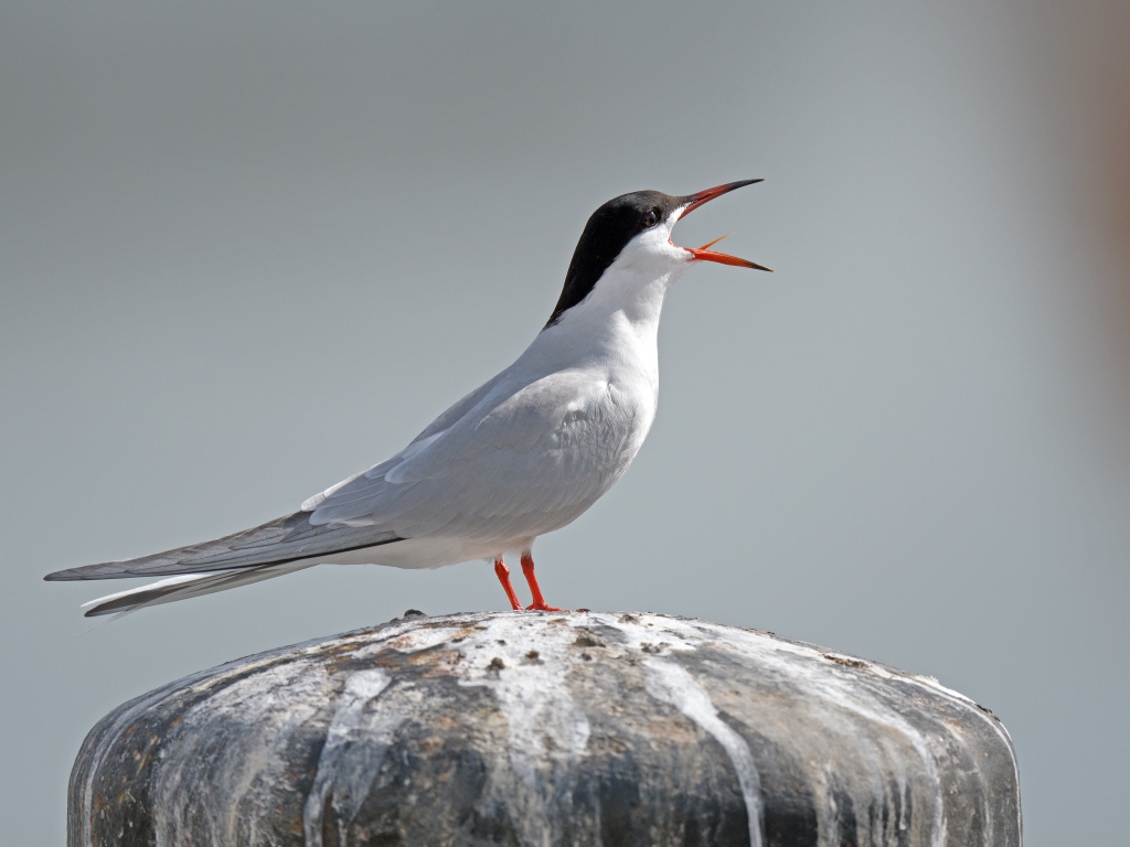 Белая крачка с открытым клювом на камне