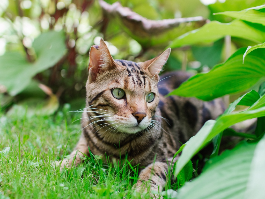 Красивая бенгальская кошка лежит на траве 
